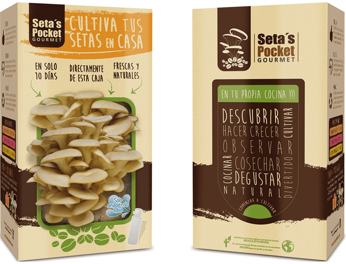 cultivo de setas en casa setas pocket la experiencia de cultivar cultivo de setas en casa setas pocket la experiencia de cultivar