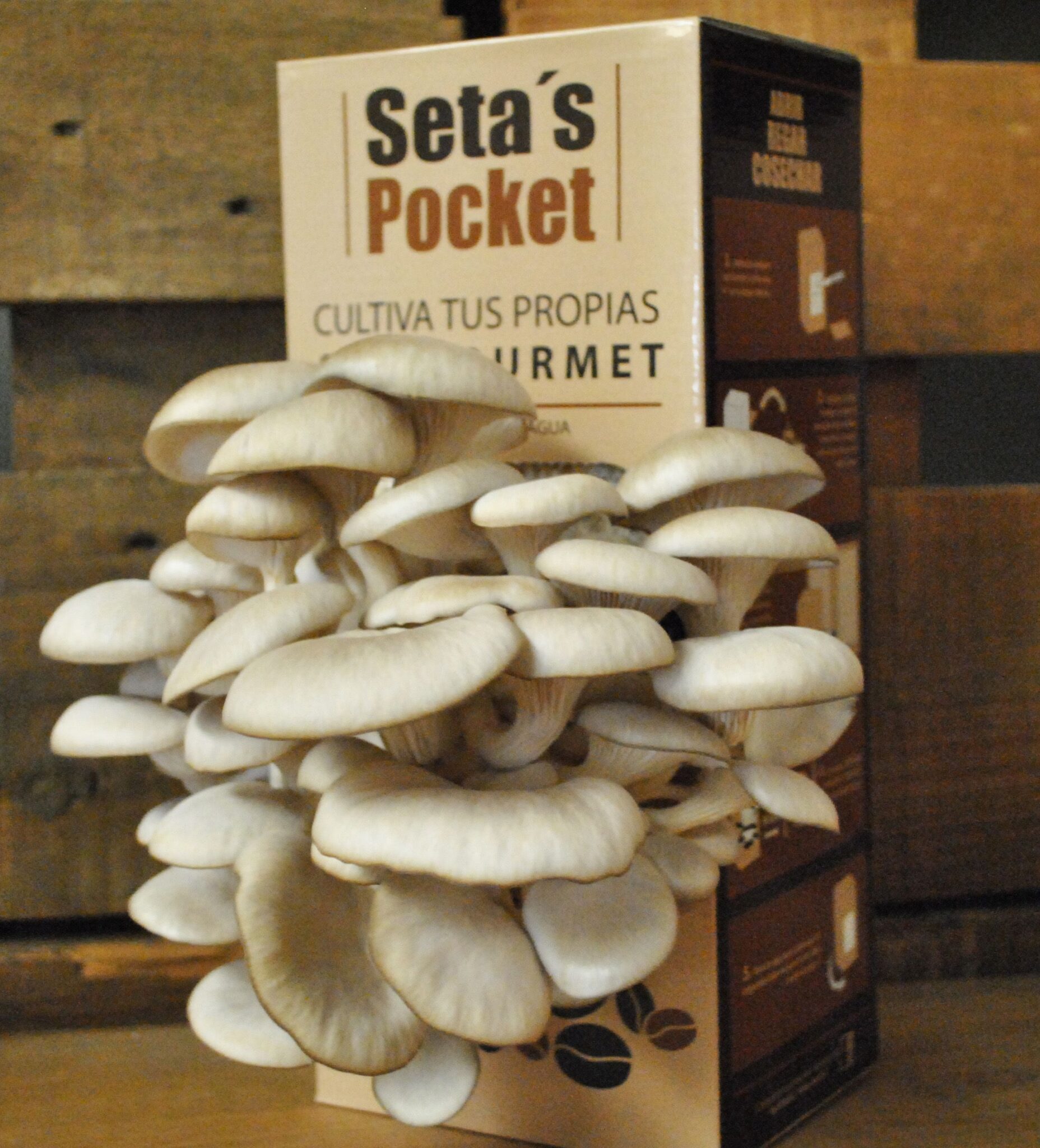cultivo de setas en casa setas pocket gourmet la experiencia de cultivar cultivo de setas en casa setas pocket gourmet la experiencia de cultivar