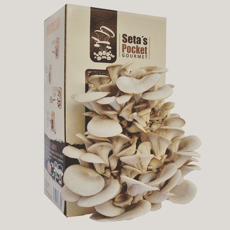 cultivo de setas en casa setas pocket gourmet la experiencia de cultivar cultivo de setas en casa setas pocket gourmet la experiencia de cultivar
