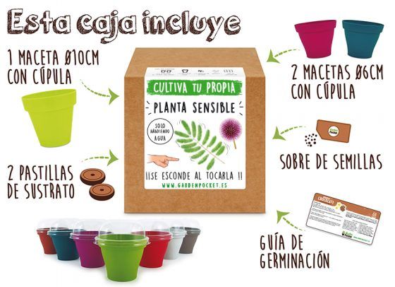 PLANTA SENSIBLE - Imagen 2