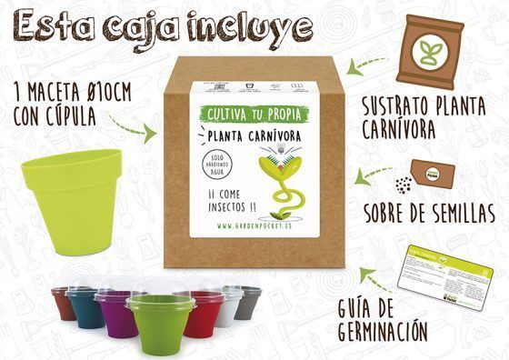 PLANTA DE CARNÍVORA VENUS - Imagen 2