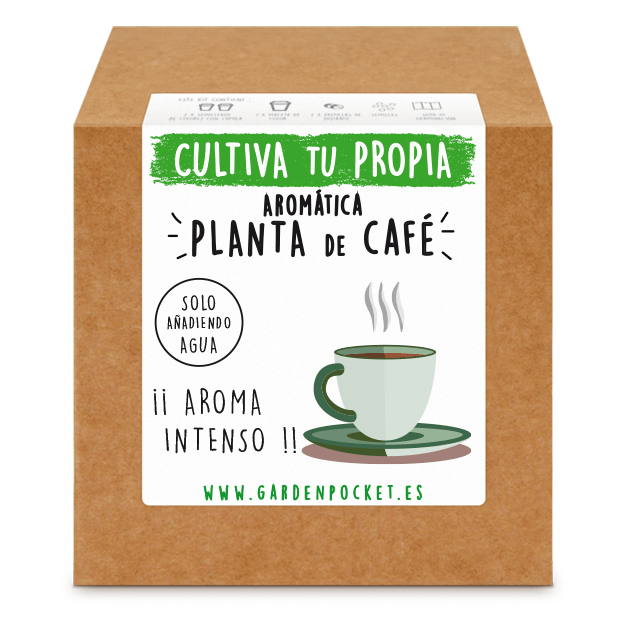 Kit semillas planta de cafe