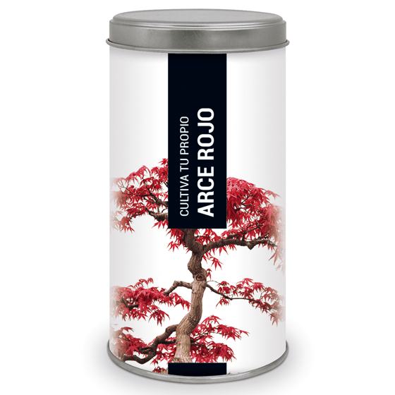 kit con semillas de arce rojo para cultivar bonsai arce rojo
