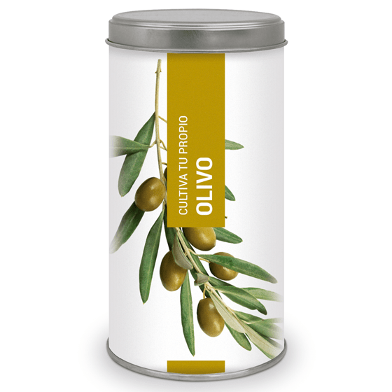 Kit de semillas para bonsai olivo