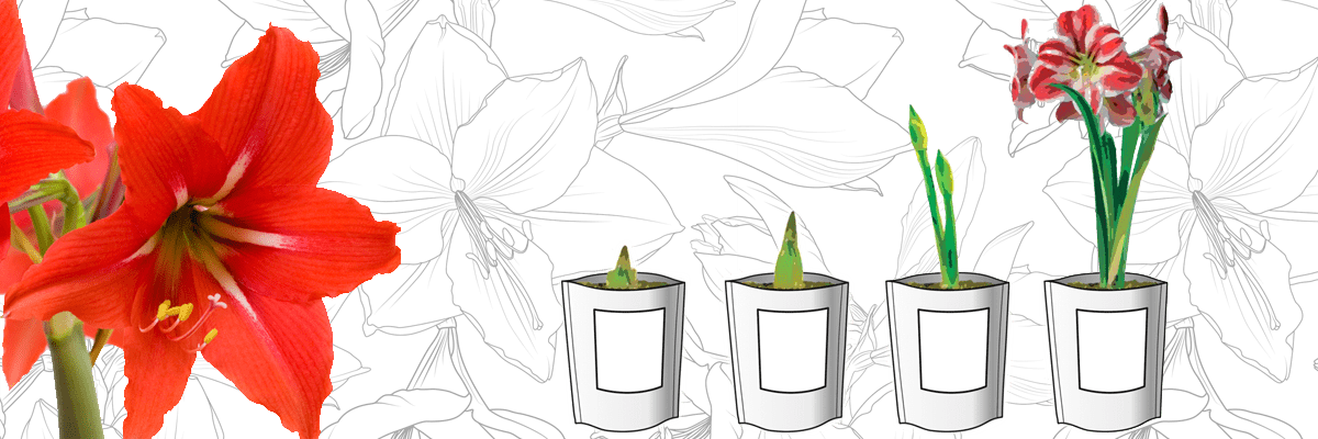 Kit cultivo Bulbos | La experiencia de cultivar