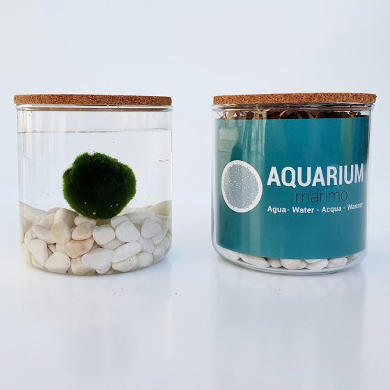 AQUARIUM - Imagen 2