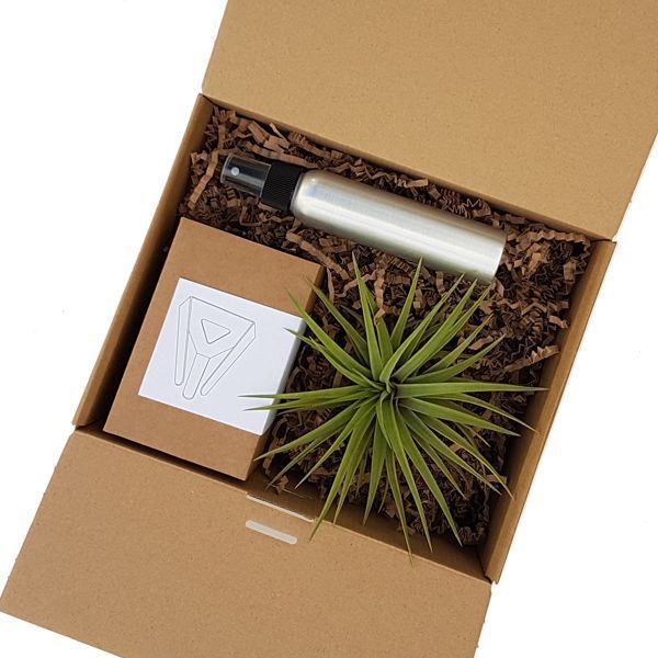 KIT REGALO PLANTA AÉREA