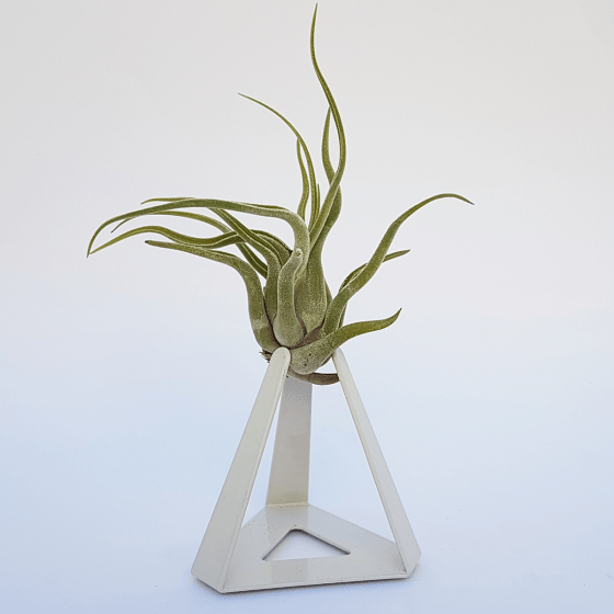 TILLANDSIAS PLANTA AÉREA - Imagen 3