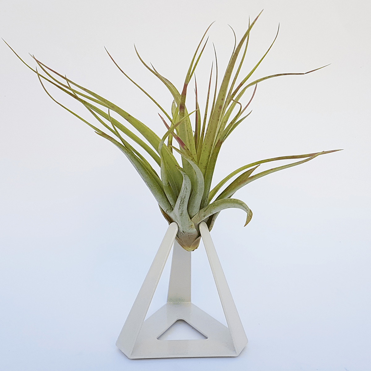TILLANDSIAS PLANTA AÉREA