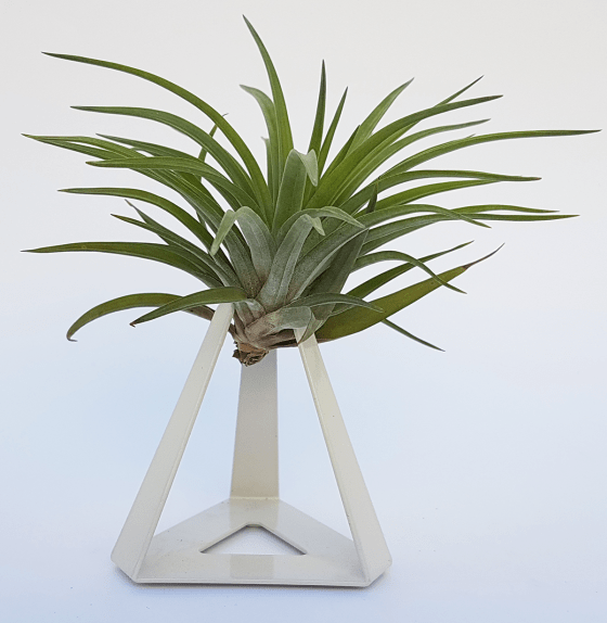TILLANDSIAS PLANTA AÉREA - Imagen 2