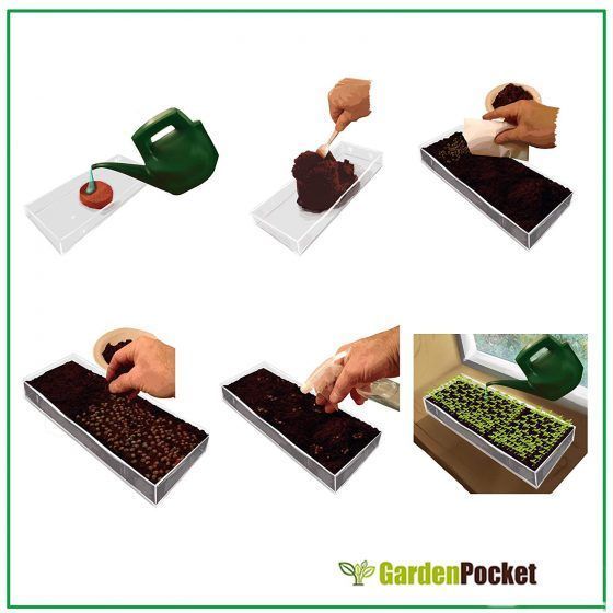 MICROVEGETALES - SMALL - Imagen 6