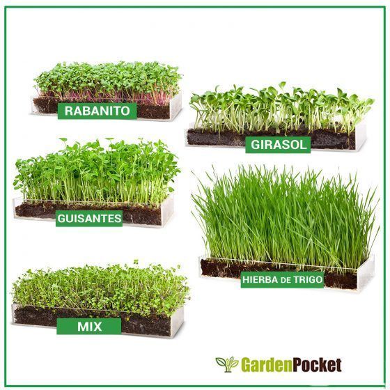 MICROVEGETALES - LARGE - Imagen 4