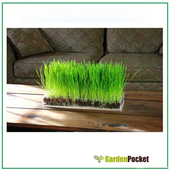 MICROVEGETALES - LARGE - Imagen 15