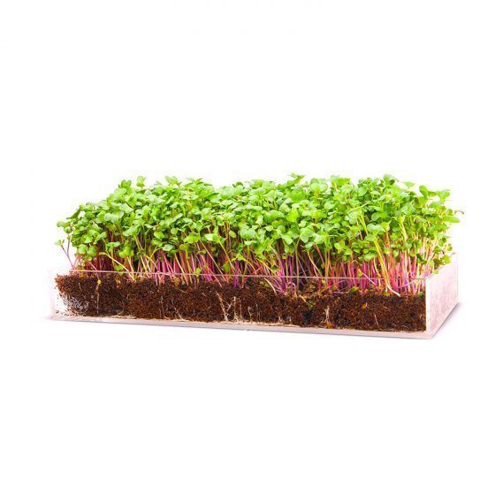 MICROVEGETALES - LARGE - Imagen 10