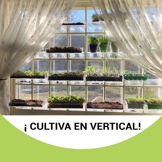 MICROVEGETALES - SMALL - Imagen 8