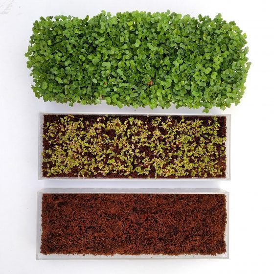 MICROVEGETALES - LARGE - Imagen 9