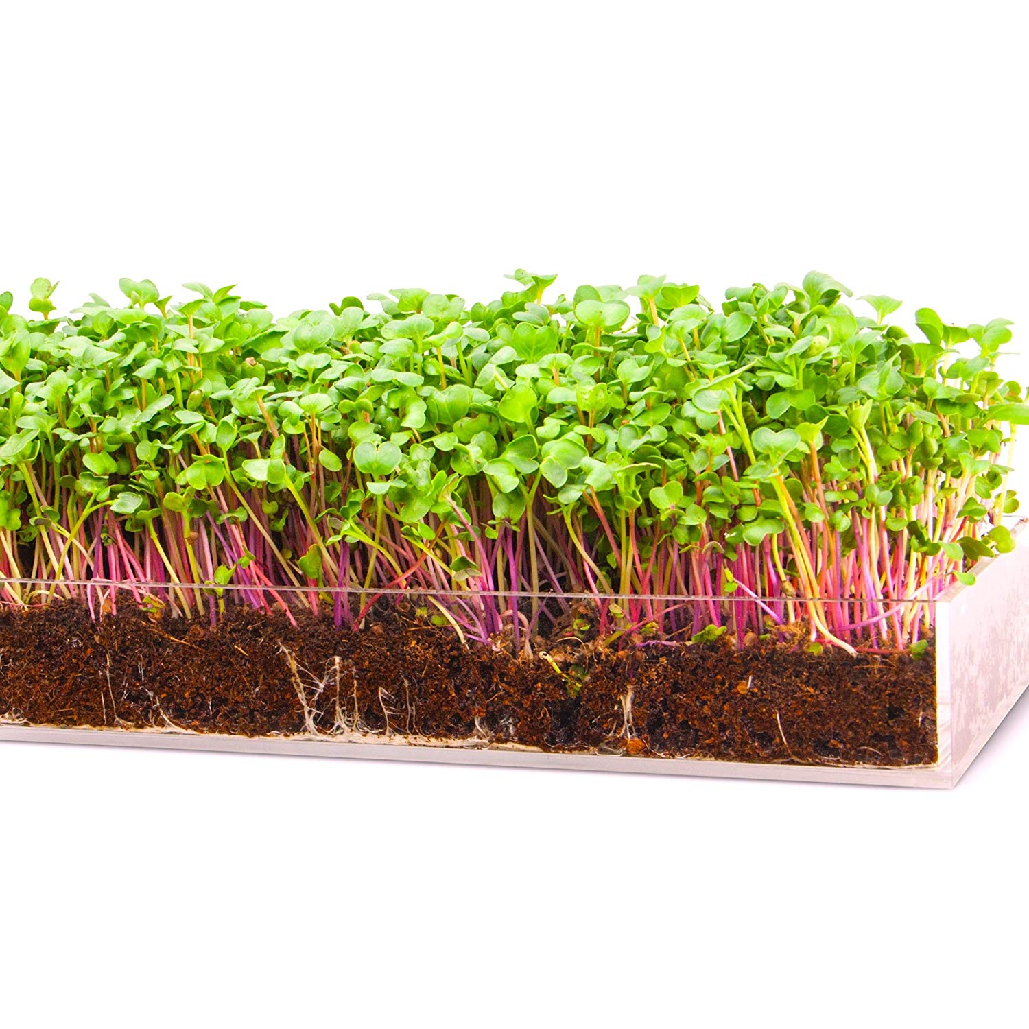 MICROVEGETALES - LARGE