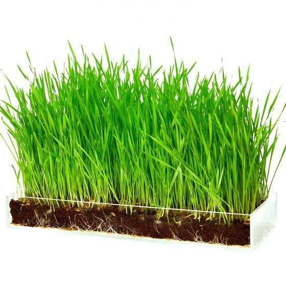 MICROVEGETALES - LARGE - Imagen 8