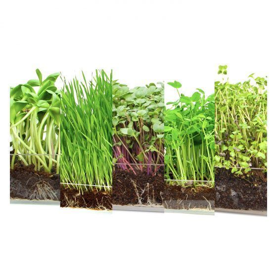 MICROVEGETALES - LARGE - Imagen 11