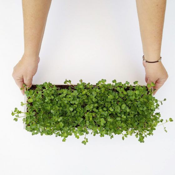 MICROVEGETALES - LARGE - Imagen 5