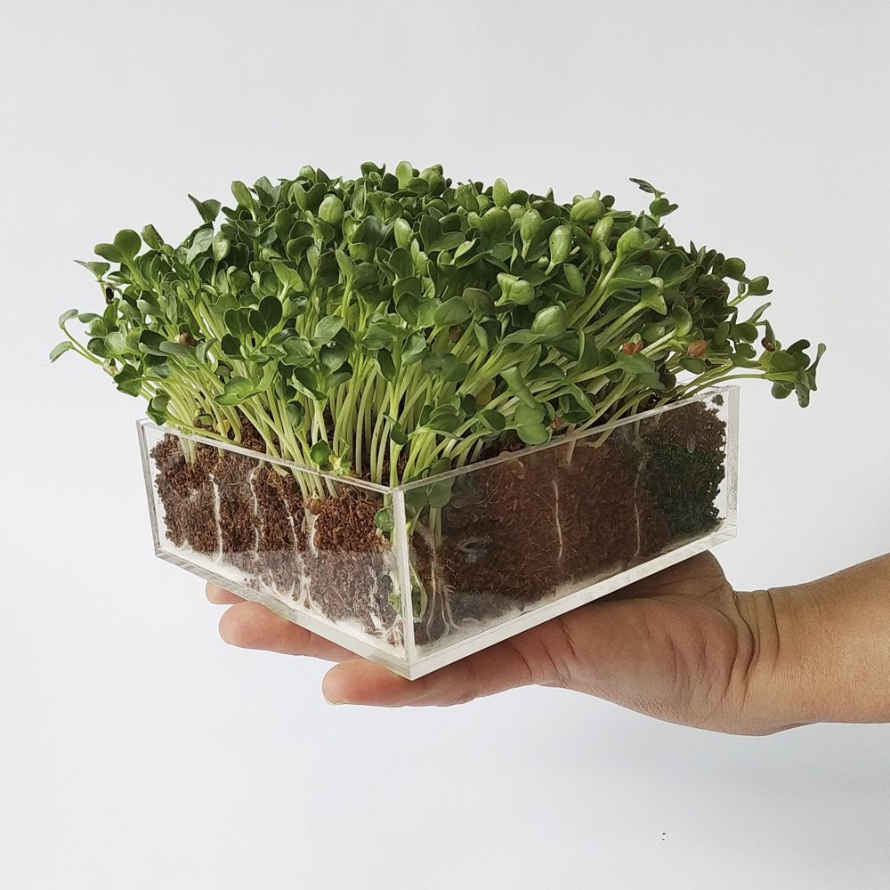 Alfalfa Kit de Interior de germinados de Semillas ecológicas x3 Garden Pocket Microvegetales Pop UP 
