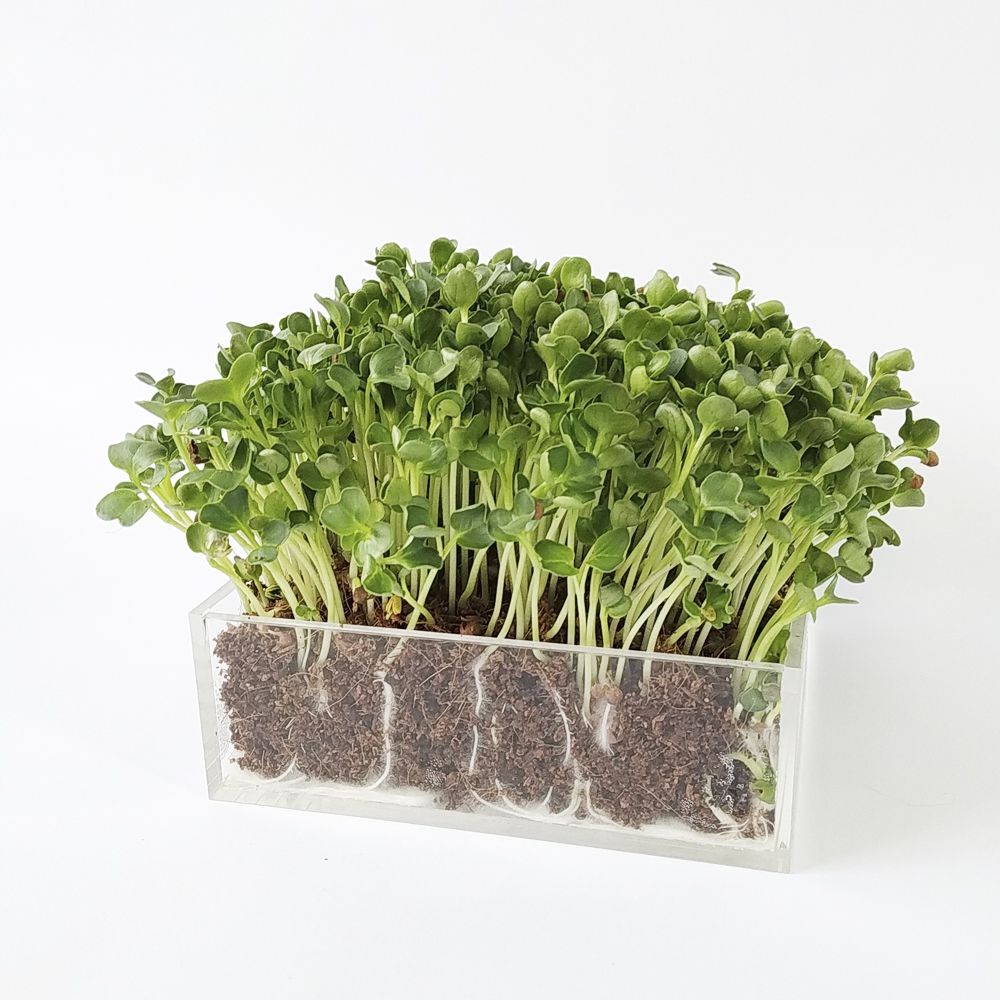MICROVEGETALES - SMALL