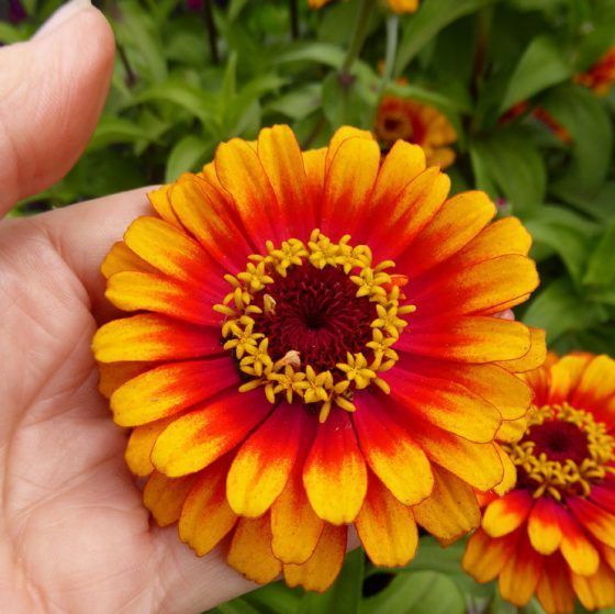 Semillas zinnia -Kit de cultivo2