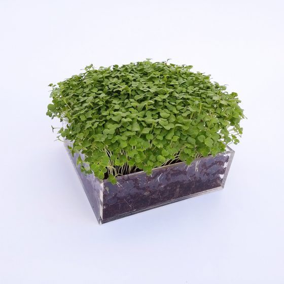 MICROVEGETALES - SMALL - Imagen 3
