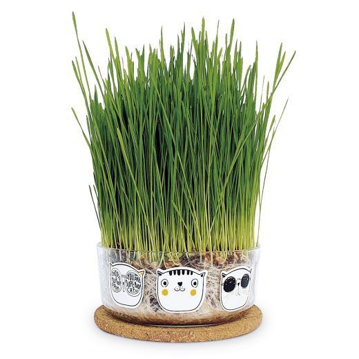 HIERBA GATERA - CAT GRASS