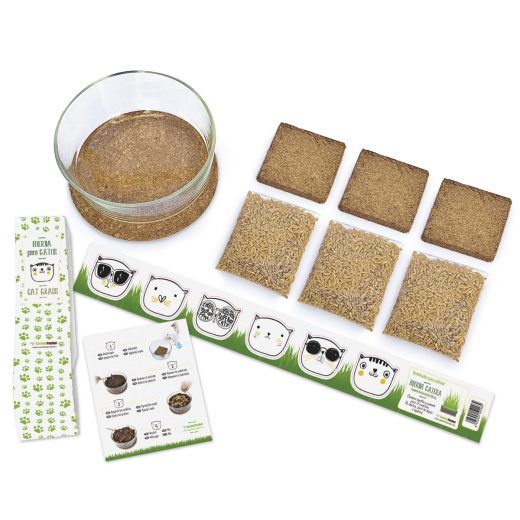HIERBA GATERA - CAT GRASS - Imagen 2
