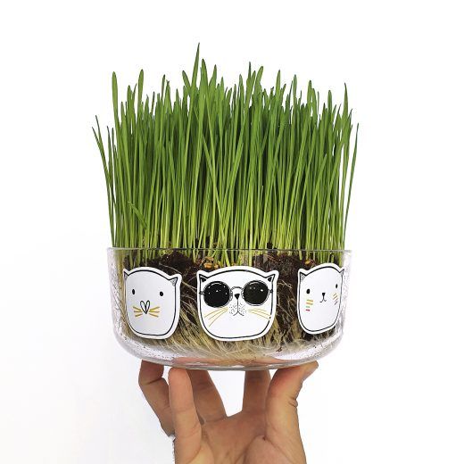 HIERBA GATERA - CAT GRASS - Imagen 4