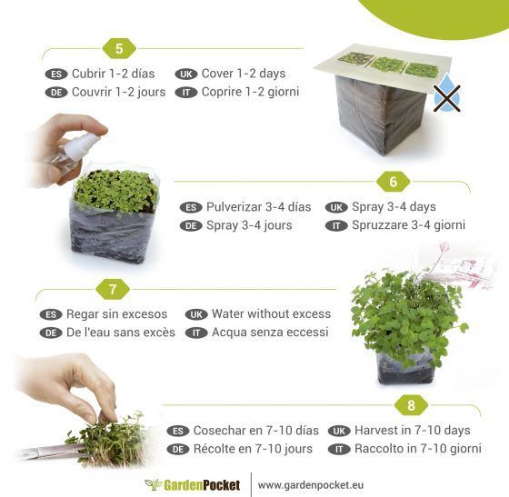MICROVEGETALES POP ECO - Imagen 10
