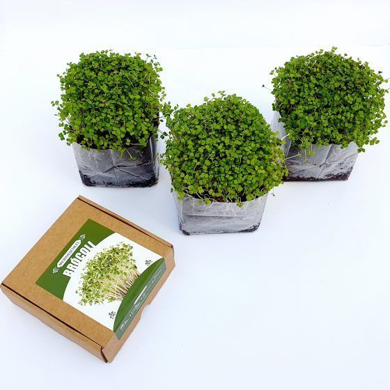 MICROVEGETALES POP ECO - Imagen 15