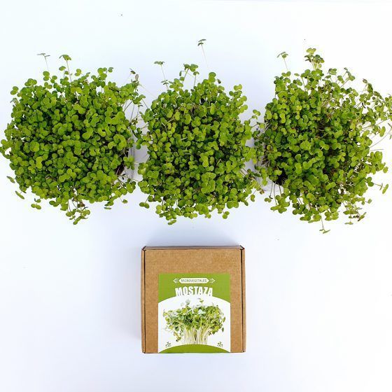 MICROVEGETALES POP ECO - Imagen 7