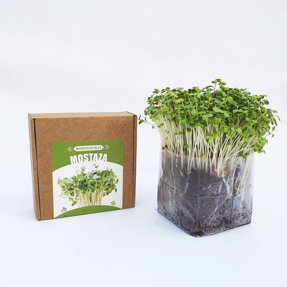 MICROVEGETALES POP ECO - Imagen 14