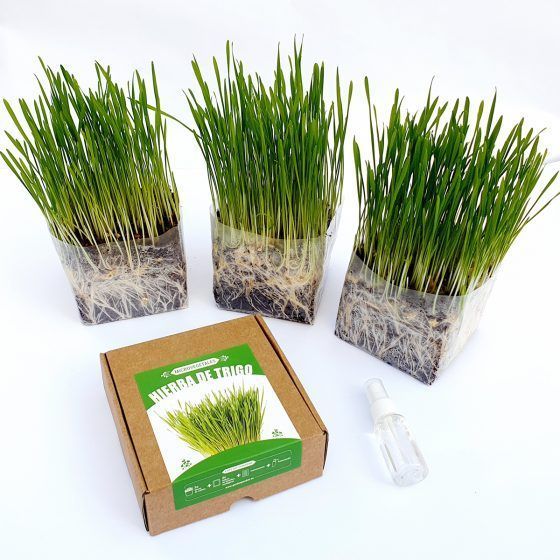 MICROVEGETALES POP ECO - Imagen 2