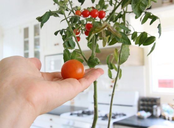 KIT INTERIOR TOMATE CHERRY - Imagen 7