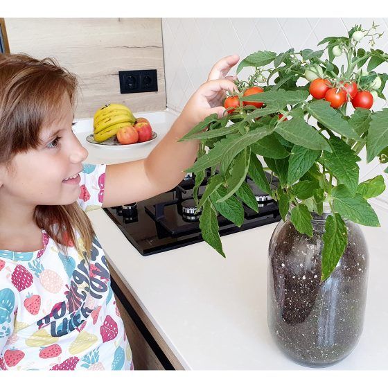 KIT INTERIOR TOMATE CHERRY - Imagen 8