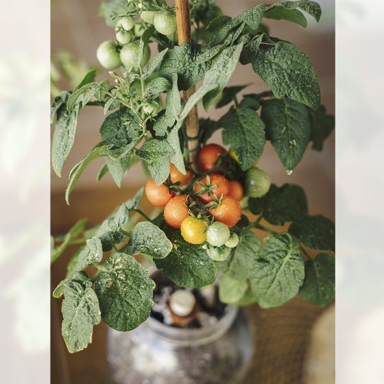 KIT INTERIOR TOMATE CHERRY - Imagen 10