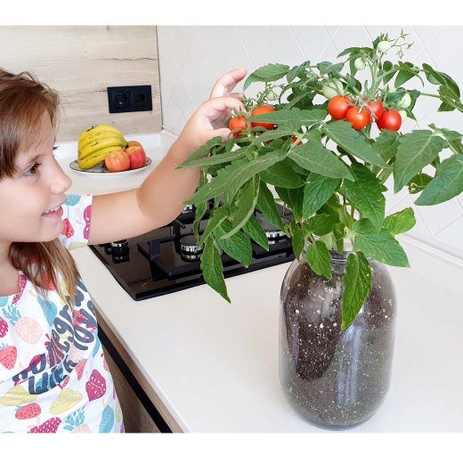 KIT INTERIOR TOMATE CHERRY