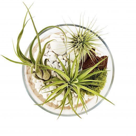 REGALO CENTRO TILLANDSIAS PLANTA AIRE Garden Pocket_2