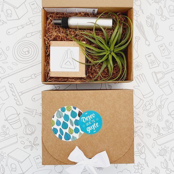 KIT REGALO PLANTA AÉREA - Imagen 2