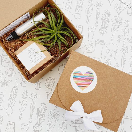KIT REGALO PLANTA AÉREA - Imagen 6