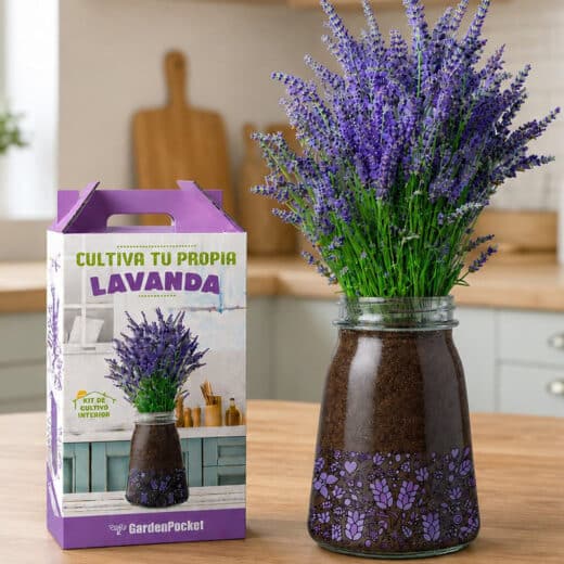 KIT DE CULTIVO LAVANDA
