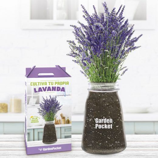 Kit de semillas Lavanda