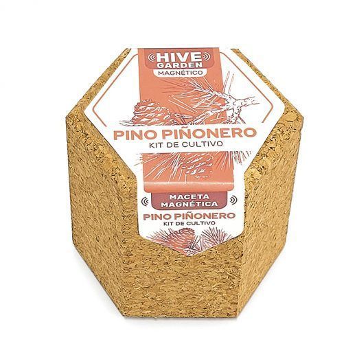 HIVE PINO PIÑONERO