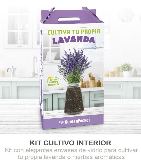 KIT CULTIVO INTERIOR LAVANDA