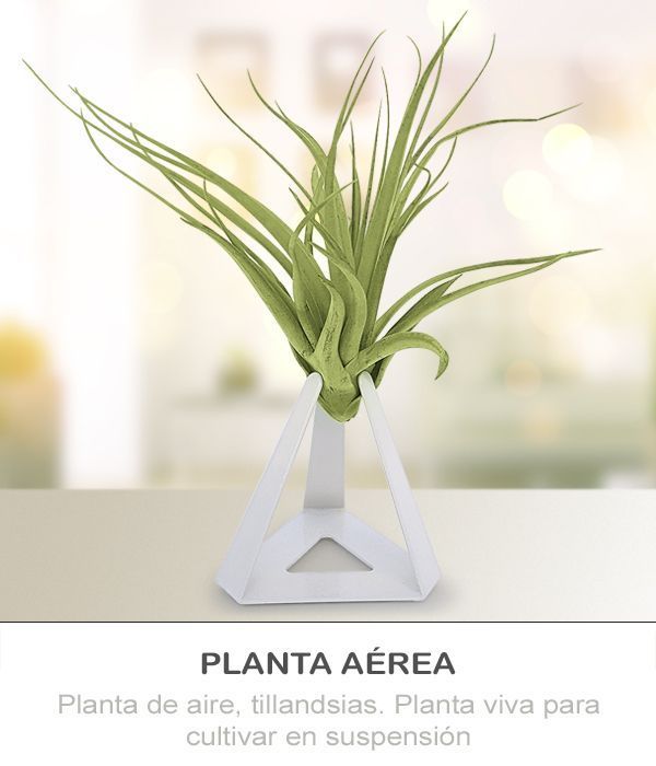 PLANTAS AEREAS TILLANDSIAS