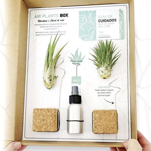 AIR PLANTS BOX