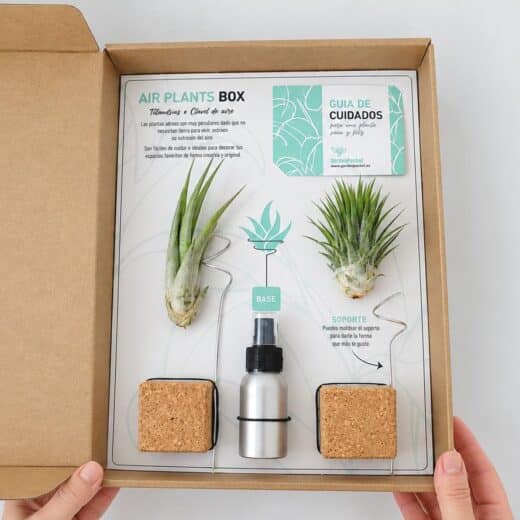 AIR PLANTS BOX